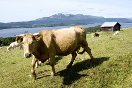 Ett objekt i f&ouml;rgrunden ger djupk&auml;nsla